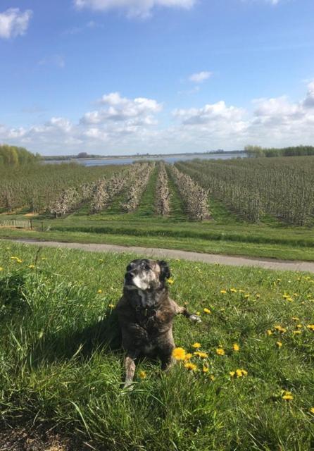 Wohnen Im Alten Land Grünendeich Esterno foto